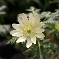 Big creamy yellow flowers